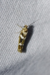 Scythris trivinctella