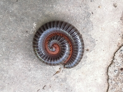 Diplopoda