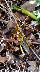 Taeniopoda tamaulipensis