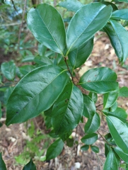Diospyros morrisiana