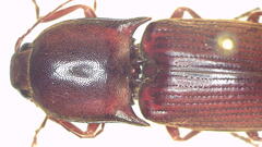 Monocrepidius erubescens