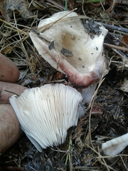 Russula densifolia