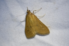 Diastictis
