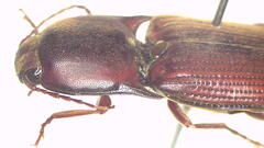 Monocrepidius erubescens