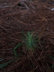 Pinus patula