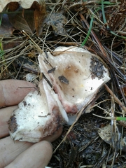 Russula densifolia
