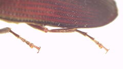 Monocrepidius erubescens