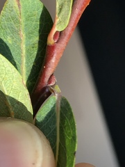 Salix caesia