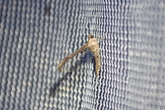 Callibaetis pictus