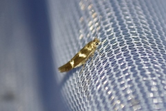 Scythris trivinctella