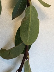 Salix caesia