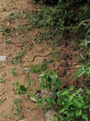 Dendrelaphis tristis