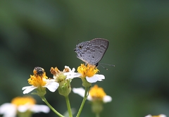 Sinthusa chandrana