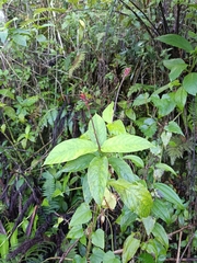 Odontonema cuspidatum