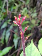 Odontonema cuspidatum