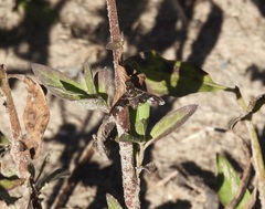 Exoprosopa dorcadion