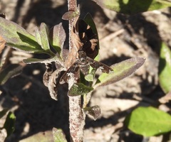 Exoprosopa dorcadion