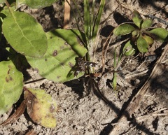 Exoprosopa dorcadion