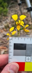 Diuris aurea