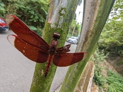 Neurothemis taiwanensis