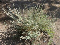 Sphaeralcea ambigua rugosa