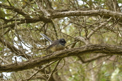 Rhipidura fuliginosa penita