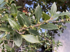 Ilex crenata
