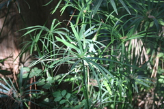 Cyperus alternifolius