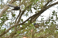 Rhipidura fuliginosa penita