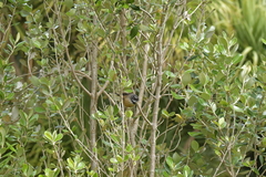 Rhipidura fuliginosa penita