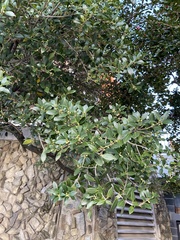 Ilex crenata