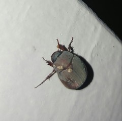 Maladera insanabilis