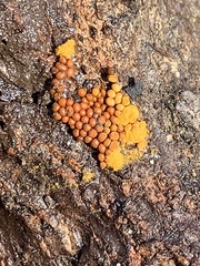 Hemitrichia calyculata