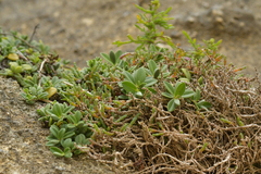 Veronica chathamica