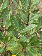 Ilex glabra