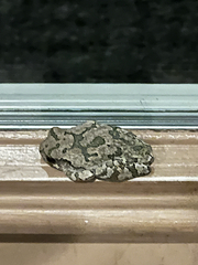 Hyla versicolor
