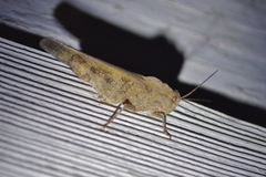 Spharagemon cristatum