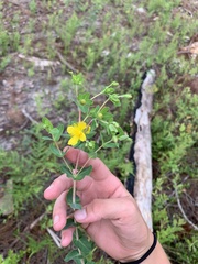 Hypericum tetrapetalum