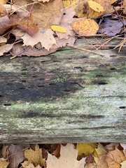 Lophocolea heterophylla