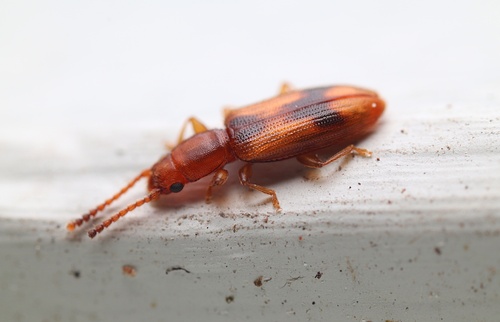 Desjardins's Flat Beetle photo 3