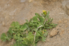 Senecio lautus
