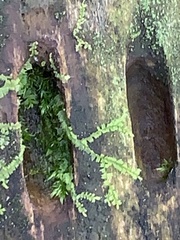 Lophocolea heterophylla