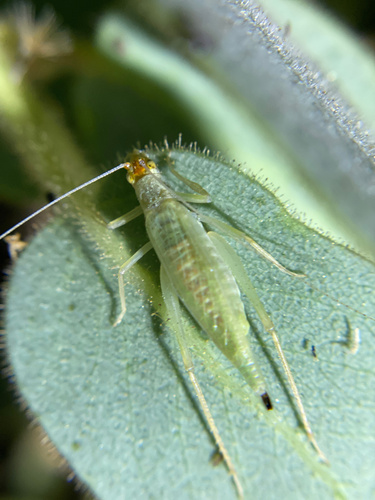 iNaturalist observation photo of Common Tree Crickets