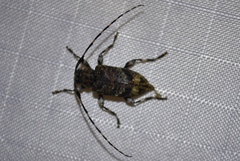 Astyleiopus variegatus