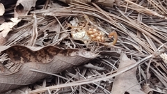 Centruroides limpidus