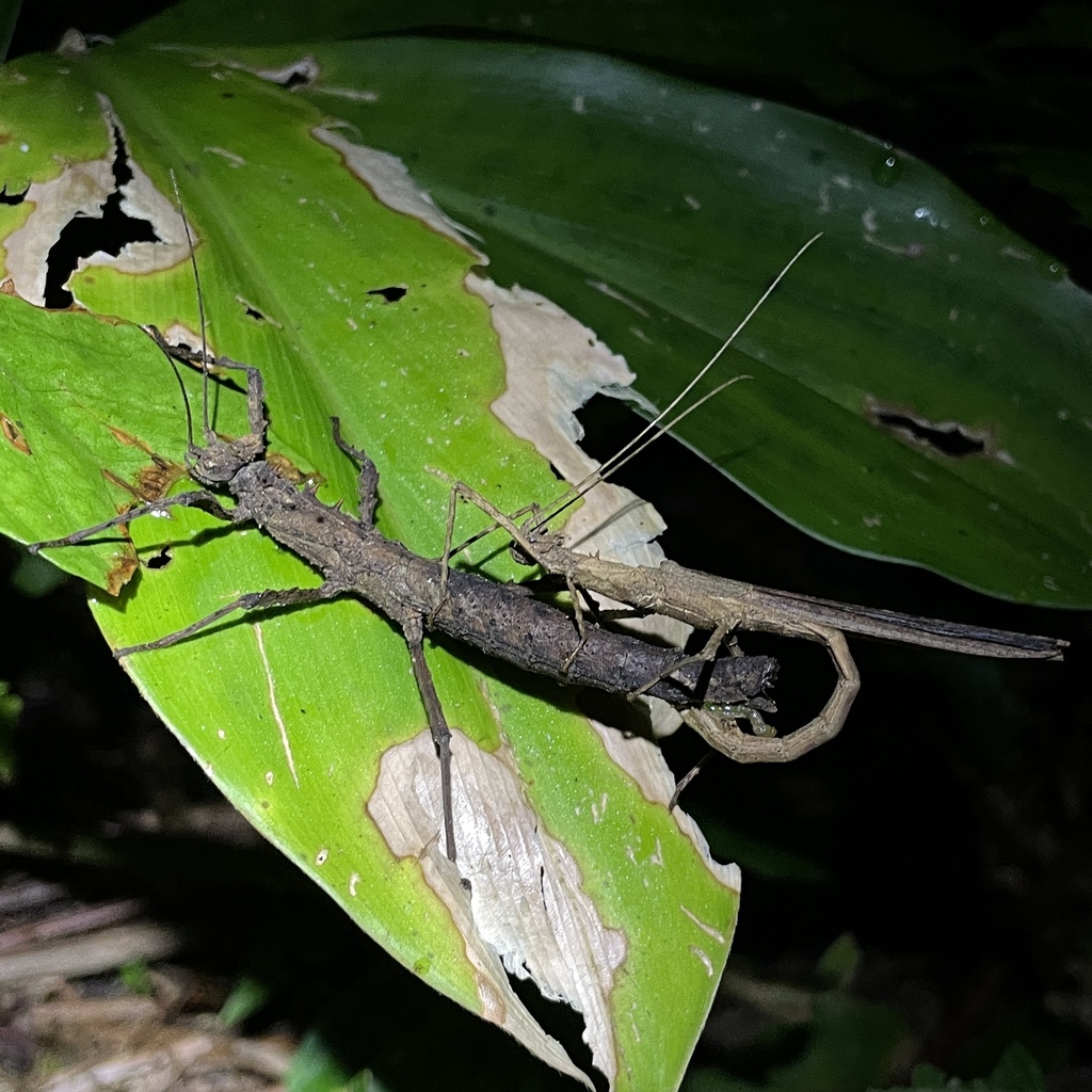 Trinidad Log Stick-insect