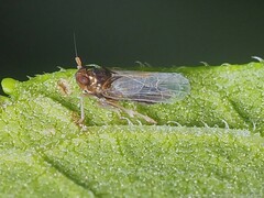 Pissonotus piceus