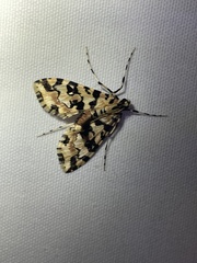 Conchylodes bryophilalis