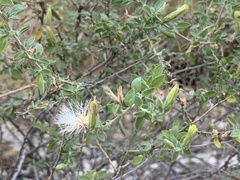 Brickellia desertorum