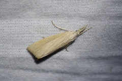Eoreuma densellus